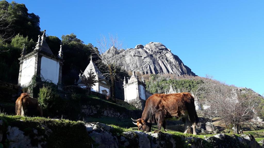 阿尔库什迪瓦尔德维什Penedino Mountain Cottage的两头奶牛在房子前面的田野里放牧