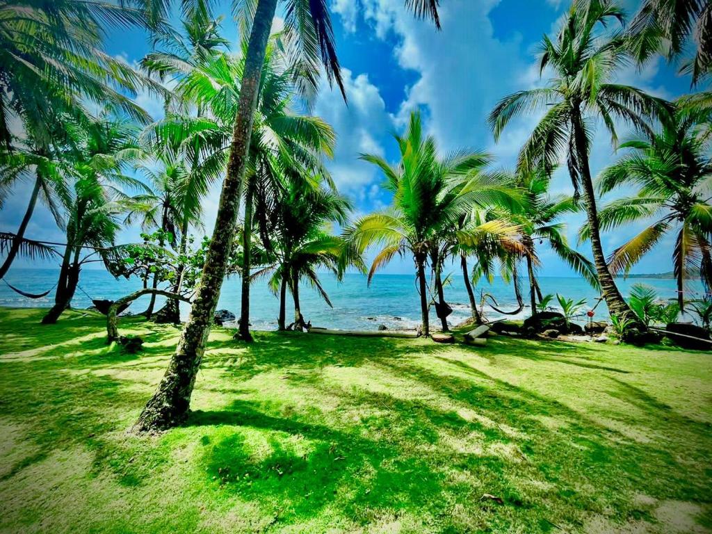玉米岛Coral View Hostel的海滩上的一棵棕榈树