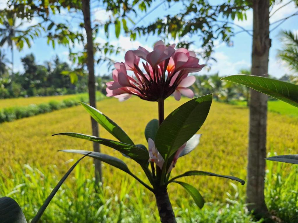 特特巴图Bunga Maliq Bungalow Lombok的田野植物上的粉红色花