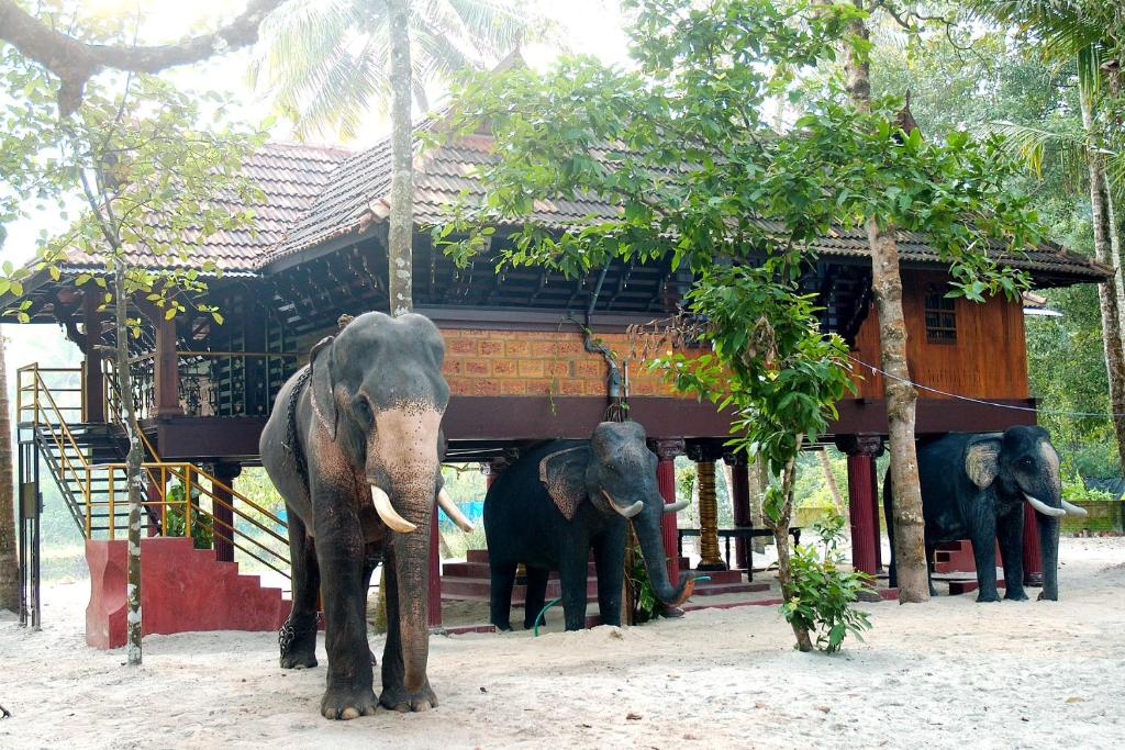 阿勒皮Elephant Courtyard- A Heritage Homestay的三头大象站在一座建筑前面