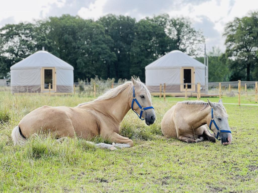LedeackerMagnolia Hoeve - overnachten in de natuur op een paarden resort的两匹马躺在草地上