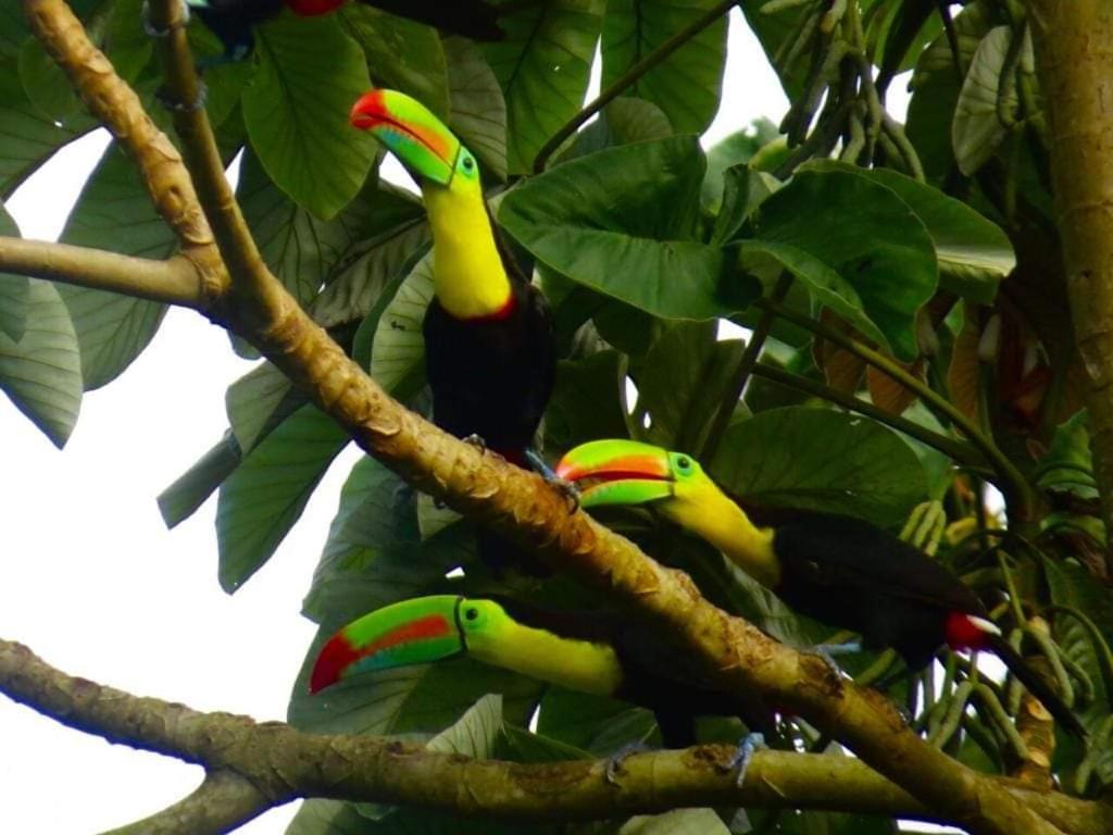 埃尔扎伊诺Cabaña la Hamaca Grande un encuentro con la naturaleza的三个五彩缤纷的鸟坐在树枝上