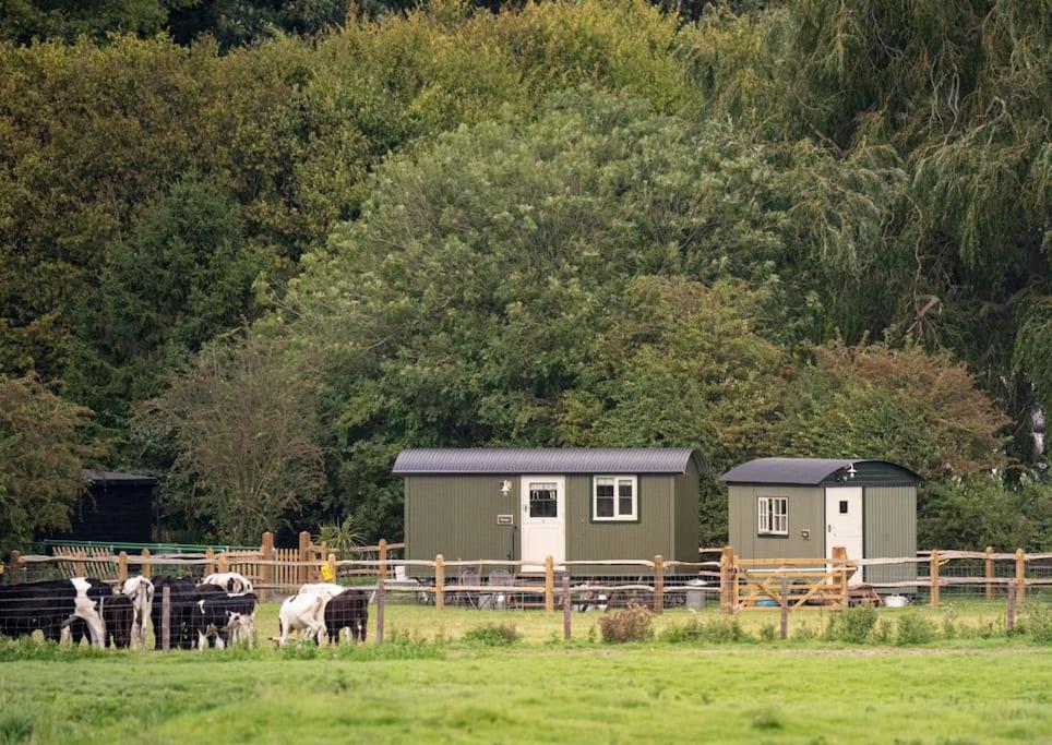 阿伦德尔Shepherds Huts Tansy & Ethel in rural Sussex的一群奶牛在围栏旁边的田野里放牧