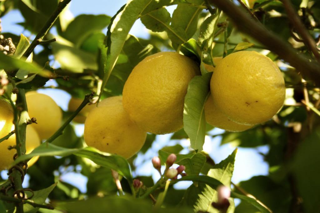 罗马迪罗米哲蒂诺Il住宿加早餐旅馆的挂在树上的一束黄柠檬