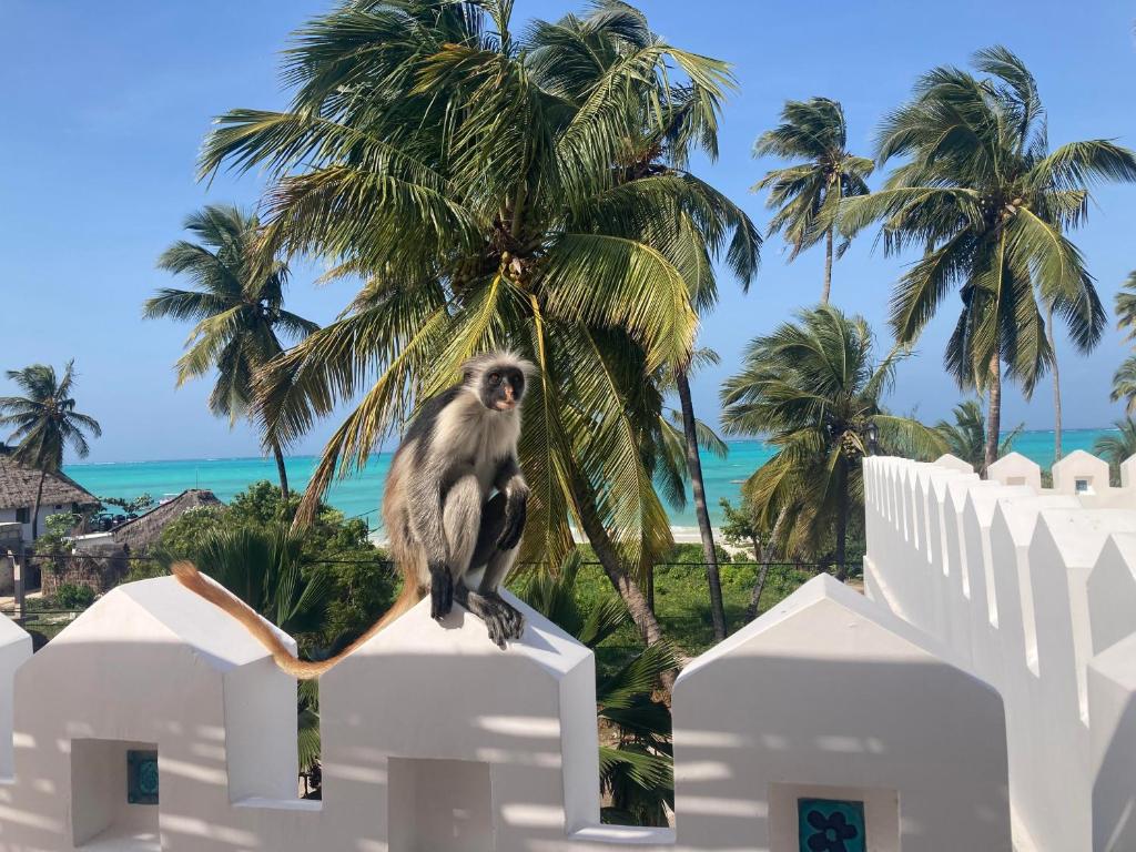 江比阿Kholle Villa的一只猴子坐在棕榈树前的白色围栏上