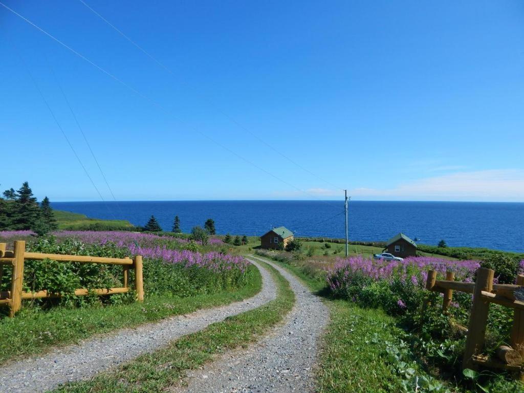 Sainte-Thérèse-de-GaspéLes Chalets Brise-de-Mer的一条布满紫色花的海边土路