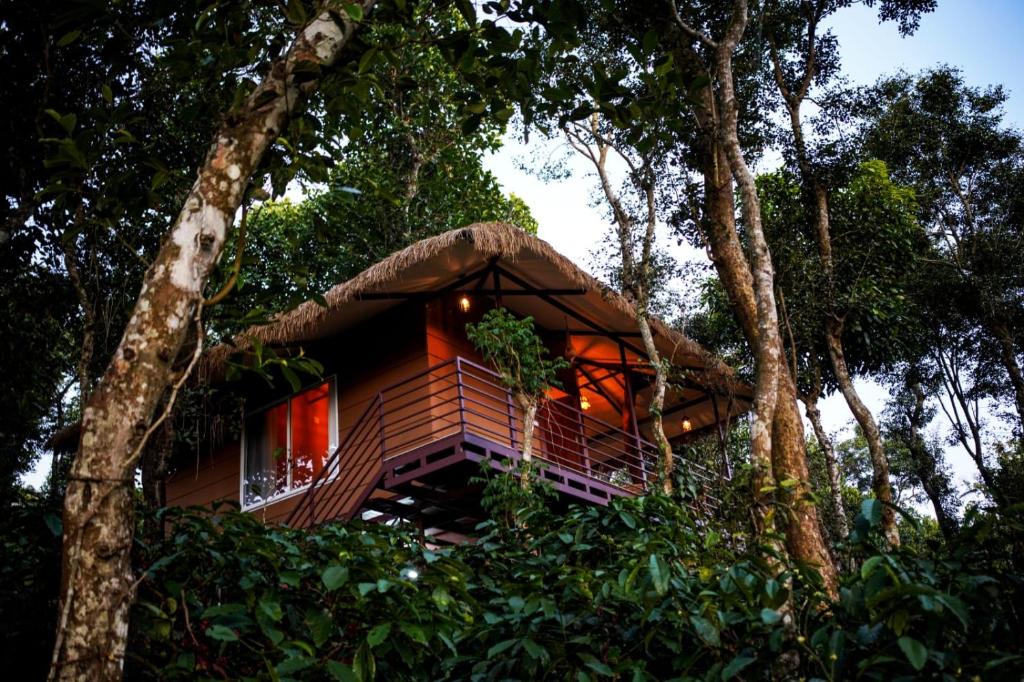 玛纳多迪Coffee Cradle Wayanad Luxuorios Private Tree House - Inside 2 Acre Coffee Plantation的森林中的一个树屋