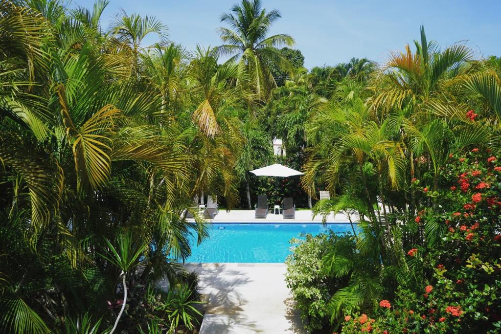 科克Hotel Villa Del Sol的被棕榈树和植物环绕的游泳池