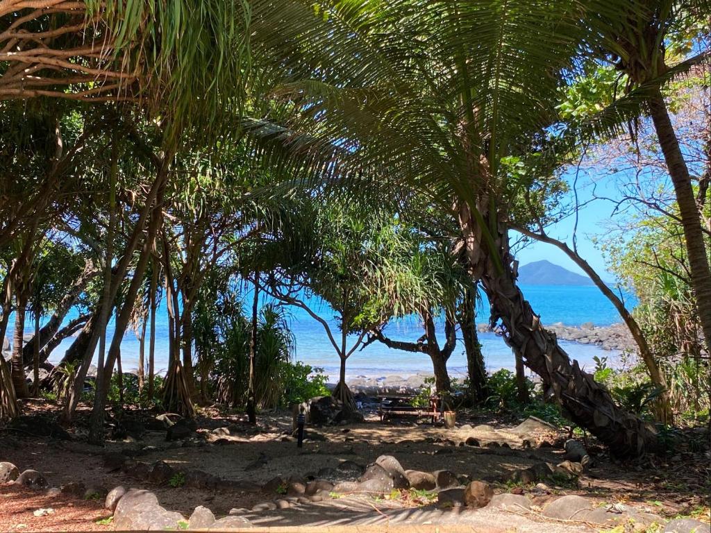 米申海滩密孙海滩生态村度假酒店的海滩上的一棵棕榈树