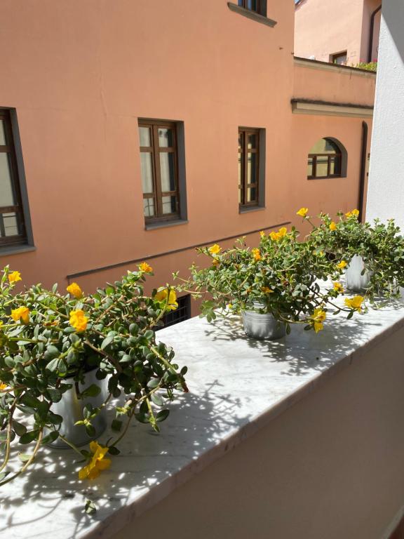 比萨Blom apartments的阳台上的三株盆栽植物