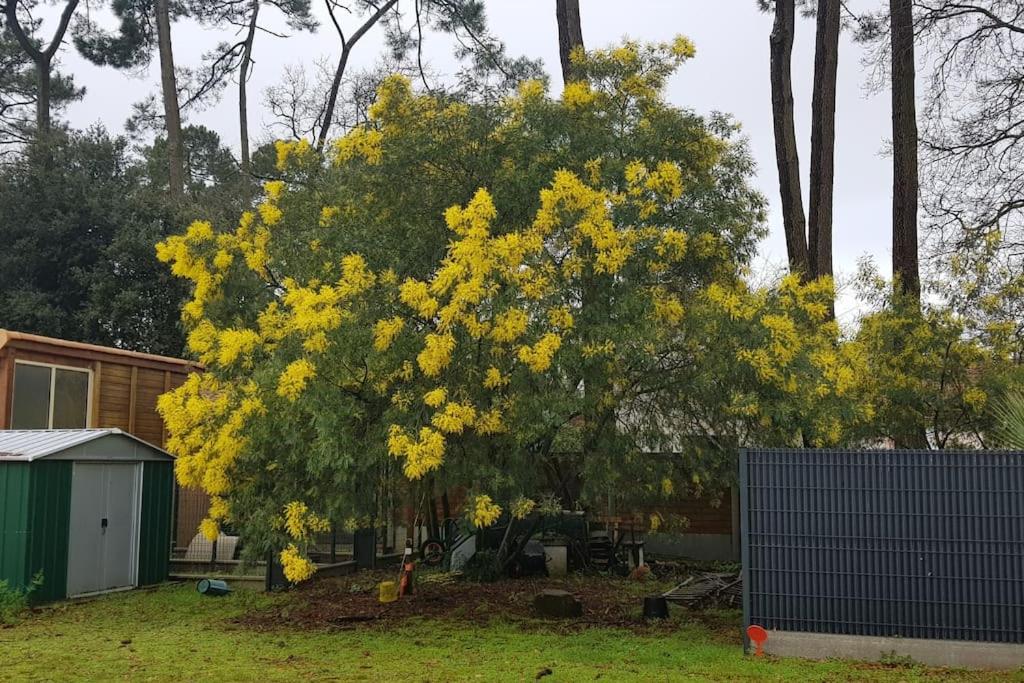 Charmante villa br&eacute;vinoise proche de l&#39;oc&eacute;an&#x5916;&#x9762;&#x7684;&#x82B1;&#x56ED;