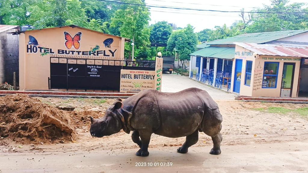 索拉哈Hotel Butterfly , Sauraha , Chitwan的 ⁇ 牛在土路下行走的雕像