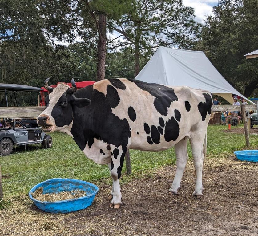 MelroseRooterville Animal Sanctuary的站在一碗蓝色食物旁边的一头牛