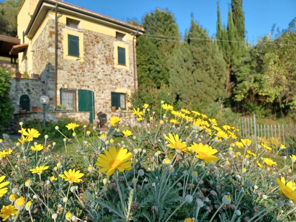 Ponzano SuperioreIl Fontolo的一座房子前面的一片黄花