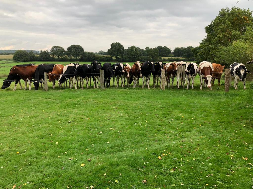 吕贝克Dorfblick vom Muckesberg的一群牛站在田野围栏后面