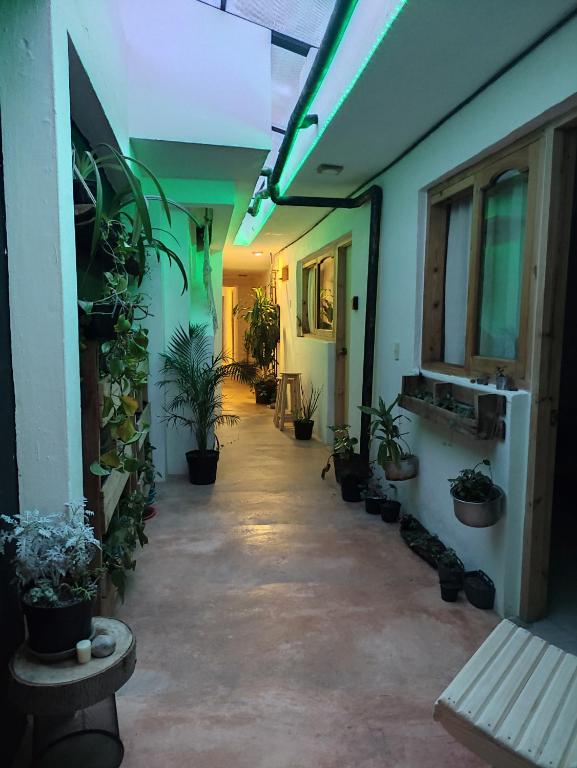 圣克里斯托瓦尔-德拉斯卡萨斯Hostel Boutique 55的建筑一侧的走廊上,有盆栽植物