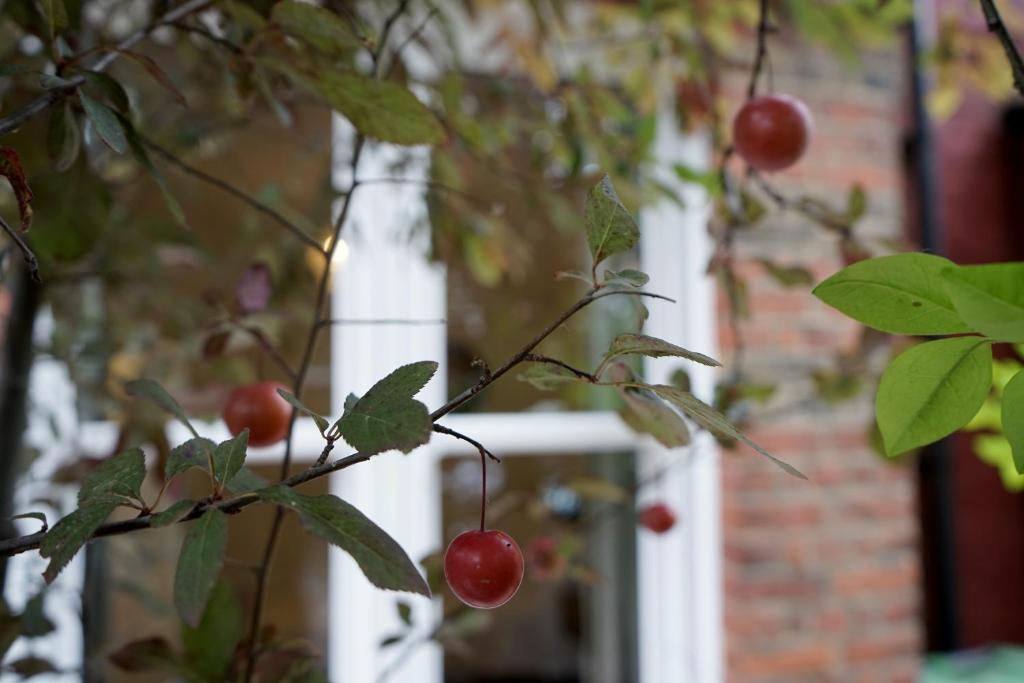 伦敦Beautiful London home sleeps 6, 2 minutes to metro的树枝上的一束红色樱桃