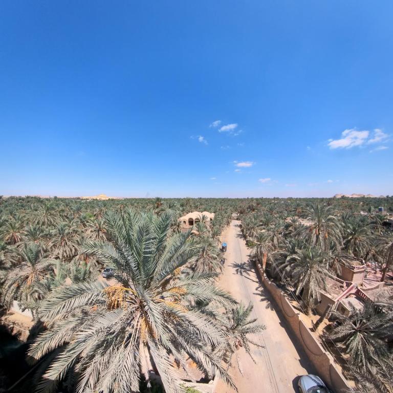 锡瓦Siwa star的棕榈树成荫道路的空中景观
