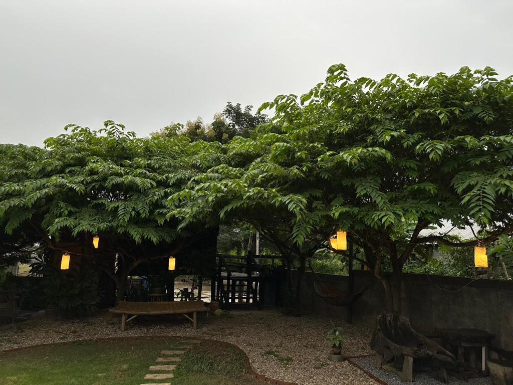Mae Ai Chiang MaiThe Legend Homestay.的公园里长着长凳的大树