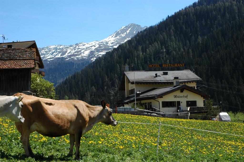 Medels im Rheinwald瓦尔瑟霍夫酒店兼餐厅的站在建筑前田野上的牛