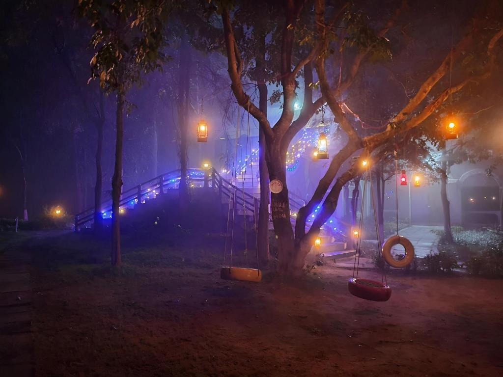 坎哈Jungle King Resort的公园里一棵树,晚上有灯