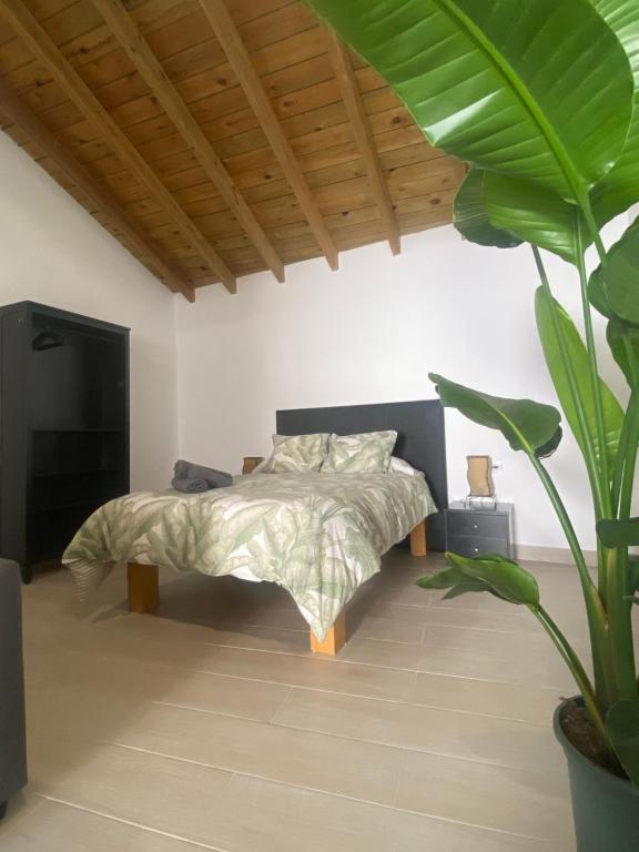 阿尔戈多纳莱斯Apartamentos Algodonales的一间卧室配有床和一个大植物