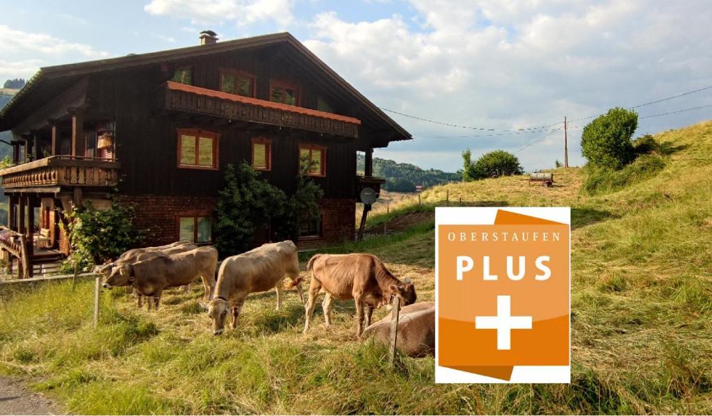 上施陶芬Ferienhaus am Berg的一群牛在房子前面放牧