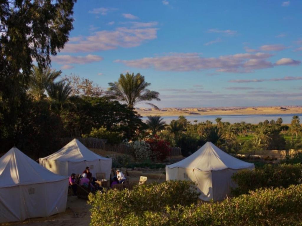 法尤姆Tunis Camp Fayoum的一群人坐在湖边的帐篷里