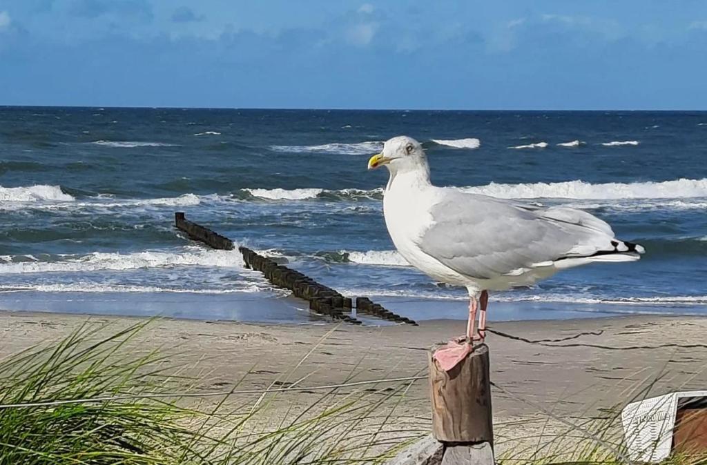 青斯特Zimmer " Sonnenschein"的站在海滩上的一个柱子上的鸟儿