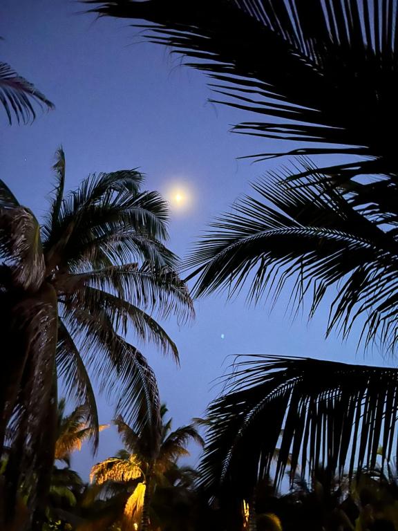 埃斯孔迪多港Blue House的夜晚可欣赏到月亮和棕榈树的景色