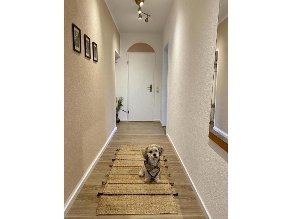 梅尔松根Die Raspel的一条狗坐在走廊的地毯上