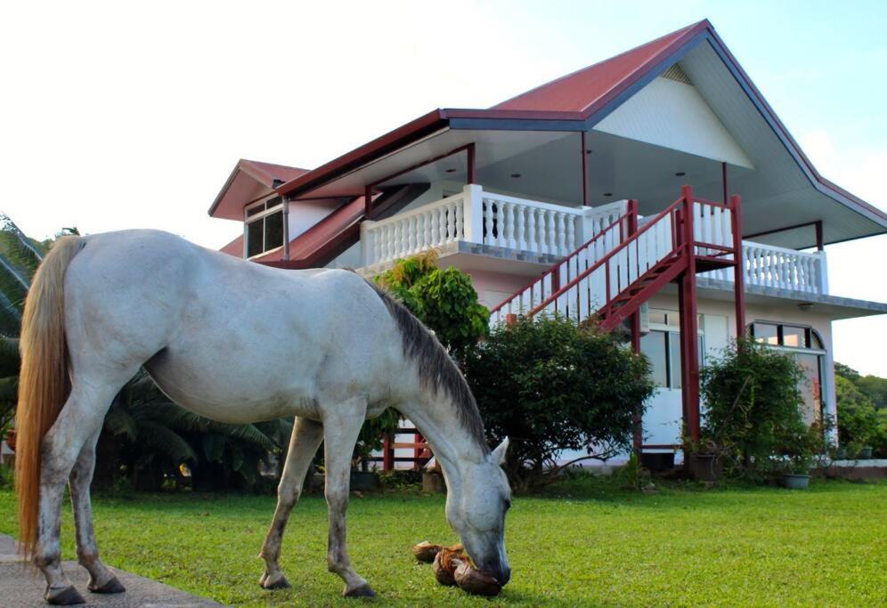 乌图罗阿Tekauhivai Lodge的牧场前的草上放牧的马