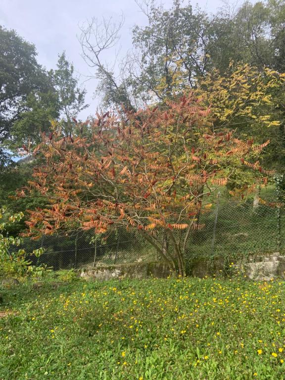 CanzoIl Mulino di Valeria的 ⁇ 前有红叶的树