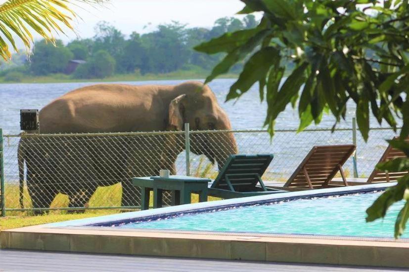 波隆纳鲁沃Hotel Lake Park的一只大象站在一个游泳池旁