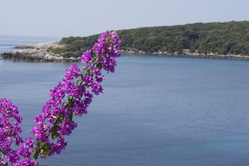 莫鲁纳特Apartments Rašica的水边的一束紫色花