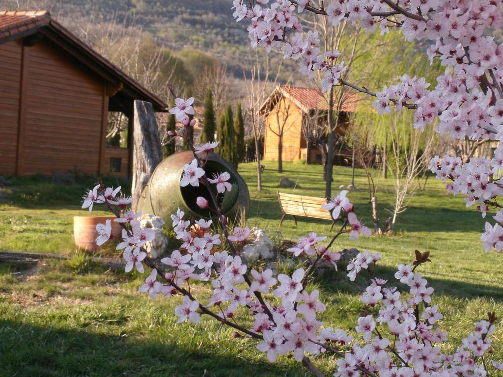 Rebollar厄尔林孔德尔赫尔特乡村公寓酒店的长凳院子中一棵开粉红色花的树