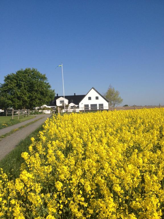 BorrbyArnhög Farm的白色房子前面的一片黄花
