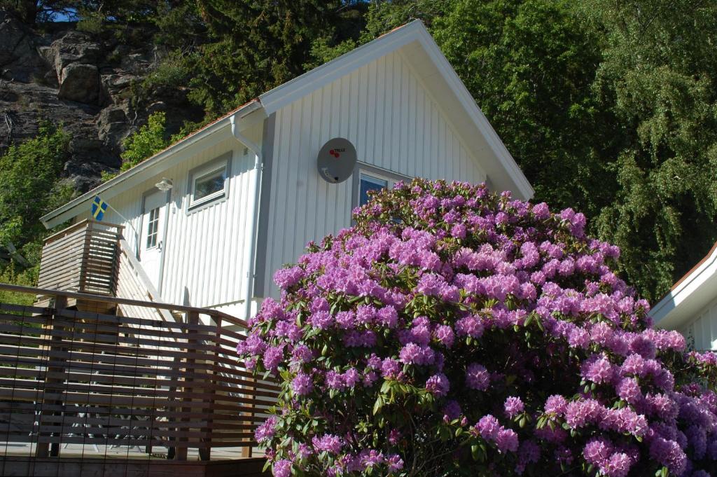 卢恩斯基尔格鲁兹图甘度假屋的一座小房子前面有紫色的鲜花