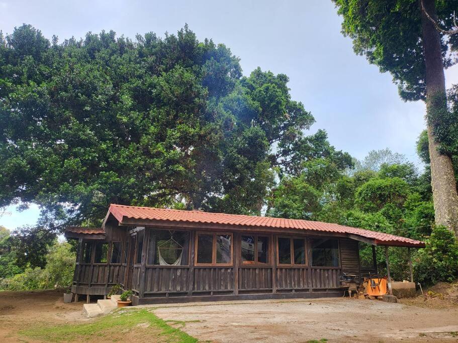 圣何塞Cozy cabin with fireplace的一座小木房子,后面有棵树