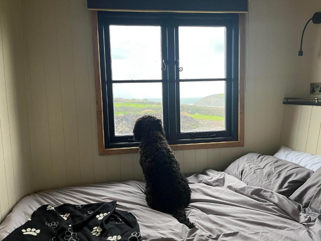 纽基The Travellers Rest的一只狗坐在床上,看着窗外