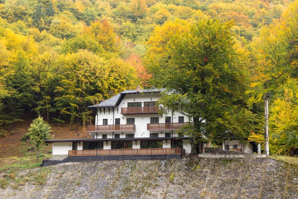 阿雷富Poiana Mucenicului的山丘上树木背景的房子