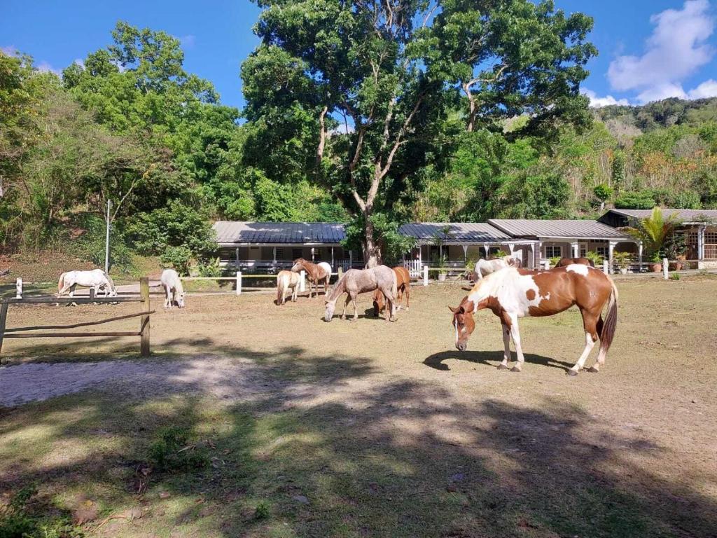 莱特鲁瓦西莱Ranch Black Horse的一群马在田野里放牧