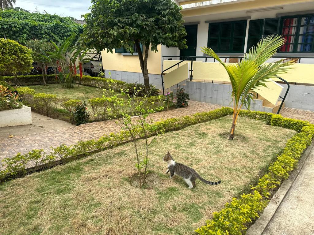 圣多美J Nova LDA的一只猫站在房子前面的院子中