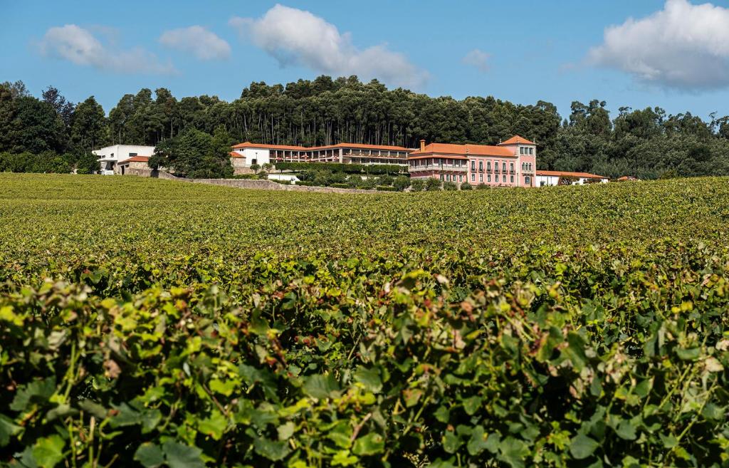 巴塞卢什Solar de Vila Meã的农作物田地,有建筑背景