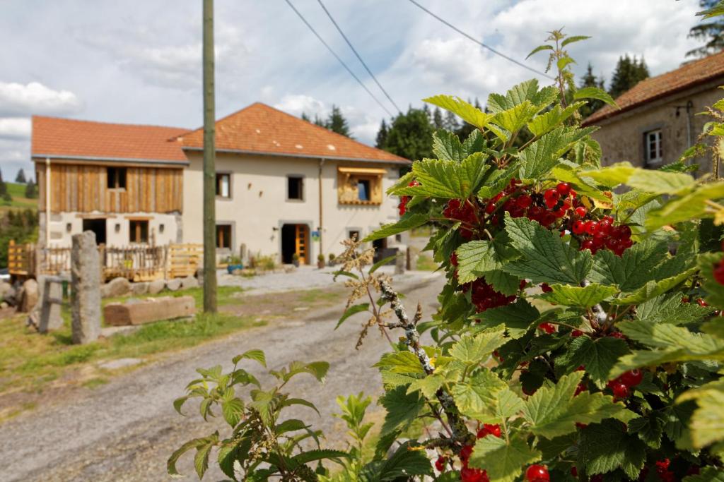 Saulxures-sur-MoselotteLa Ferme de Jean entre lacs et montagnes的房屋前有红浆果的灌木丛