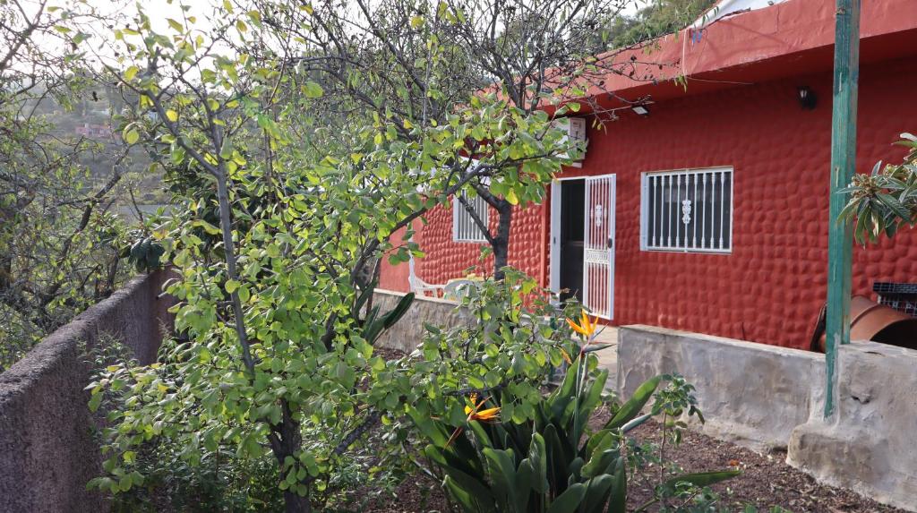 大加那利岛拉斯帕尔马斯Casa rural en San Mateo的前面有一棵树的红色房子