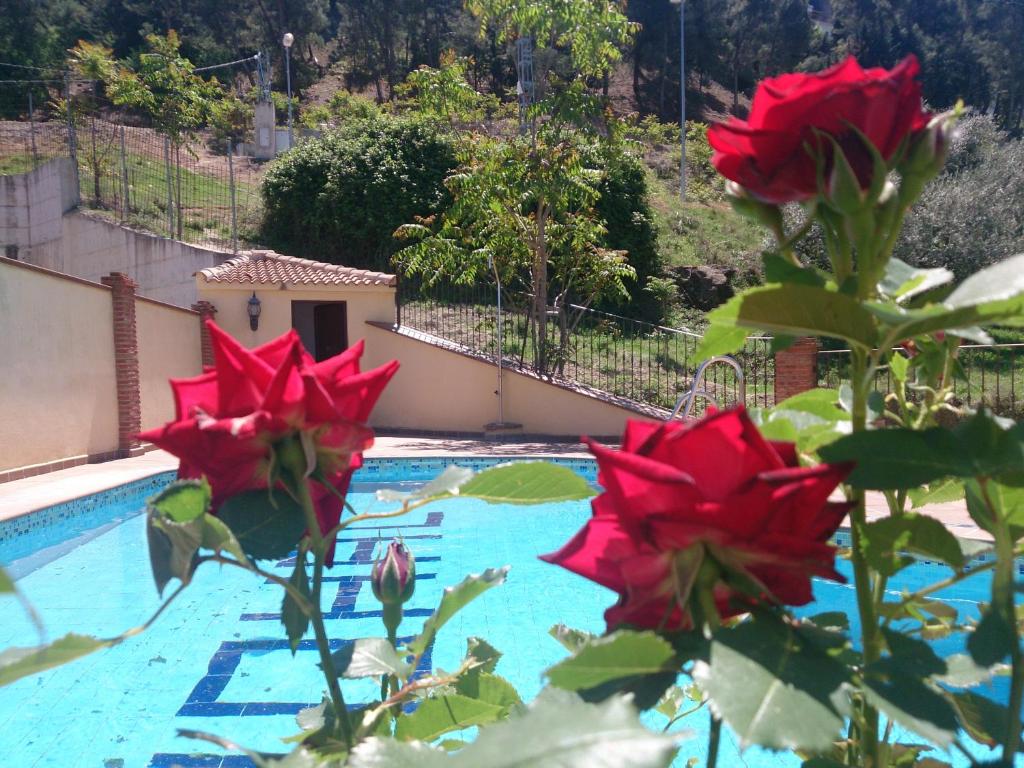 拉伊鲁埃拉阿罗亚梅恩托诺哈尔公寓的游泳池旁的一组红色花