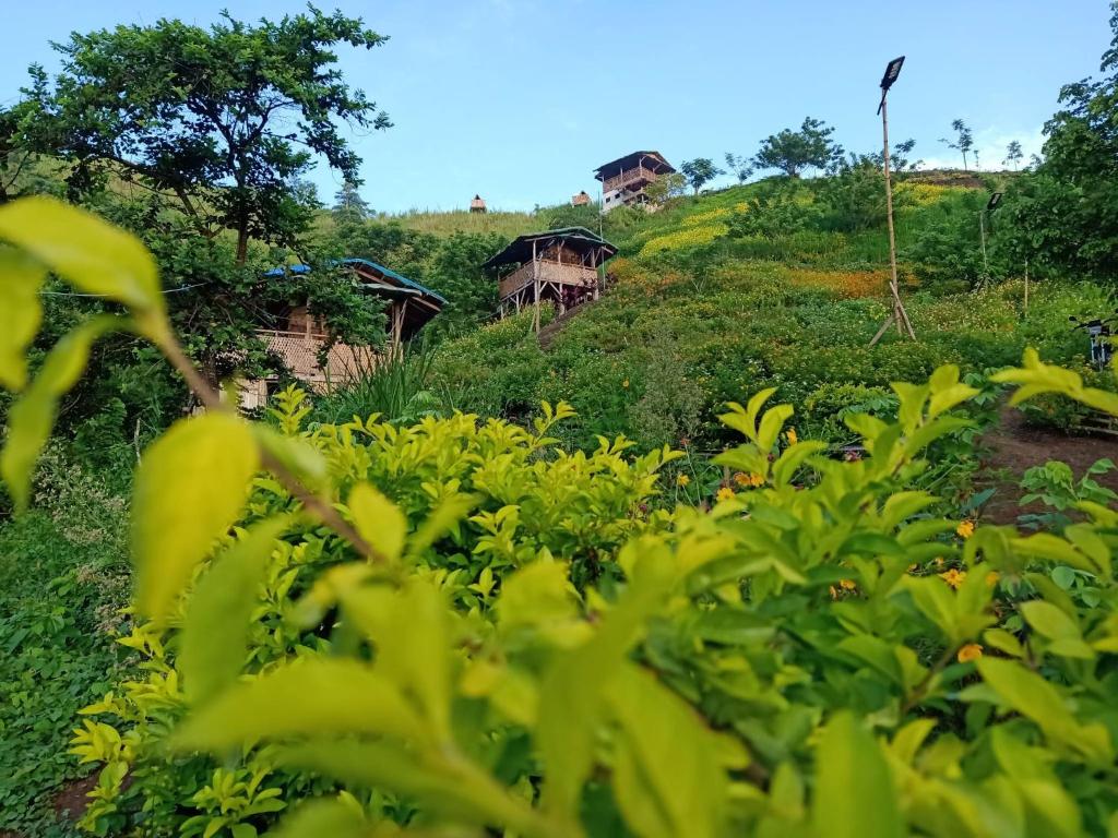 塔奈MIRA AgroPark的植物群,有房子的背景