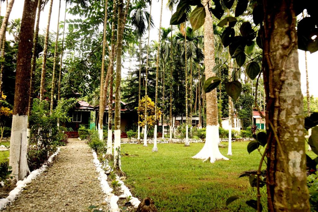 JalpāiguriAyush Jungle Resort的一条穿过棕榈树林的小路