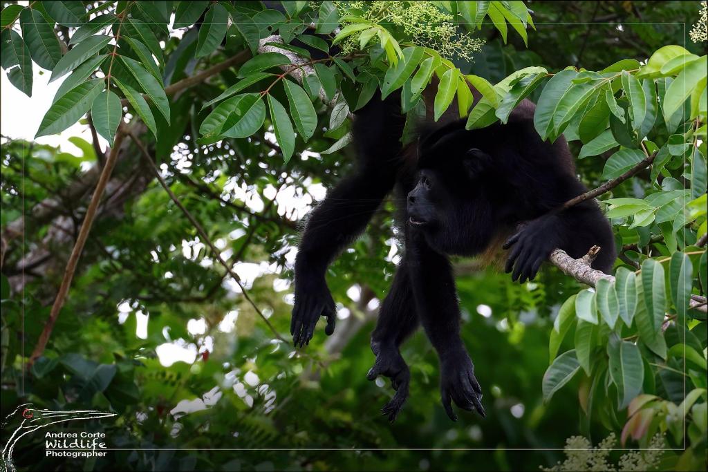 Caño NegroHotel de Campo Caño Negro的挂在树上的黑猩猩